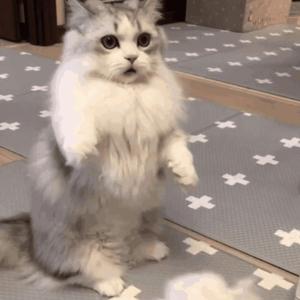 GTA5美女被❌裸体
